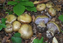 image of mushrooms