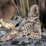 image of bird
