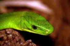 image of vine_snake