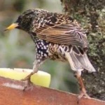 image of bird