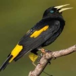 image of bird
