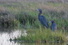 image of little_blue_heron
