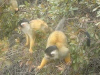 image of spider_monkey #16