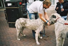 image of irish_wolfhound