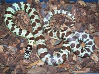 image of king_snake