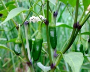 image of fruit_and_vegetable