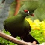 image of bird