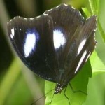 image of eggfly #3