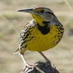 image of bird