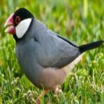 image of bird