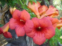 image of flower