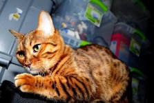 image of animal