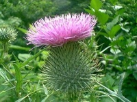 image of spear_thistle #20