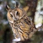 image of bird