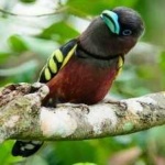 image of bird