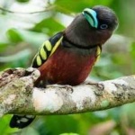 image of banded_broadbill #31