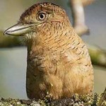 image of bird
