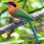 image of bird