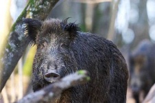 image of hog