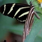 image of animal