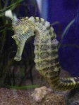 image of sea_horse