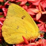 image of animal