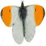image of orange_butterfly #15