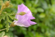 image of flower