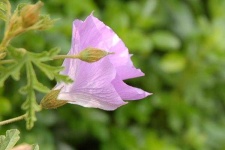 image of pelargonium #1