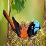 image of bird