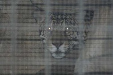 image of jaguar_car