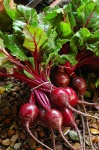 image of beetroot #29