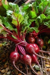 image of fruit_and_vegetable