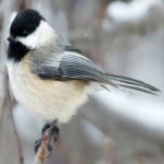 image of bird