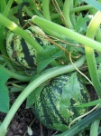 image of acorn_squash #10