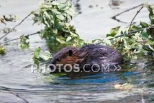 image of beaver