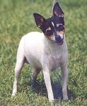 image of toy_terrier