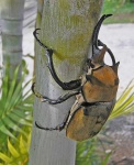 image of rhinoceros_beetle