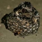 image of bird