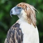 image of bird