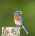 image of bluebird