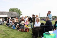 image of afghan_hound