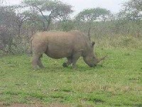 image of rhino