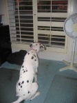image of dalmatian