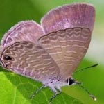 image of hairstreak #10