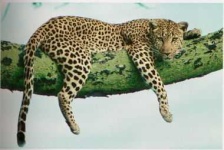 image of jaguar_car