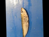 image of fish