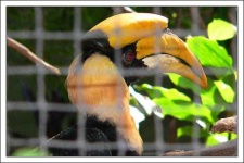 image of hornbill