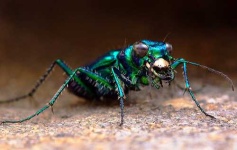 image of tiger_beetle #3