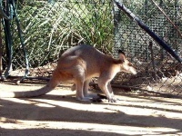 image of wallaby
